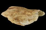 Permian Amphibian Fossil Bone - Texas #153746-1
